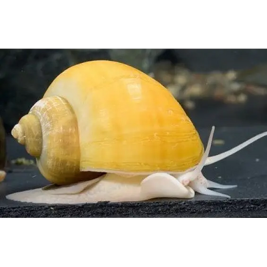 Golden apple snail.