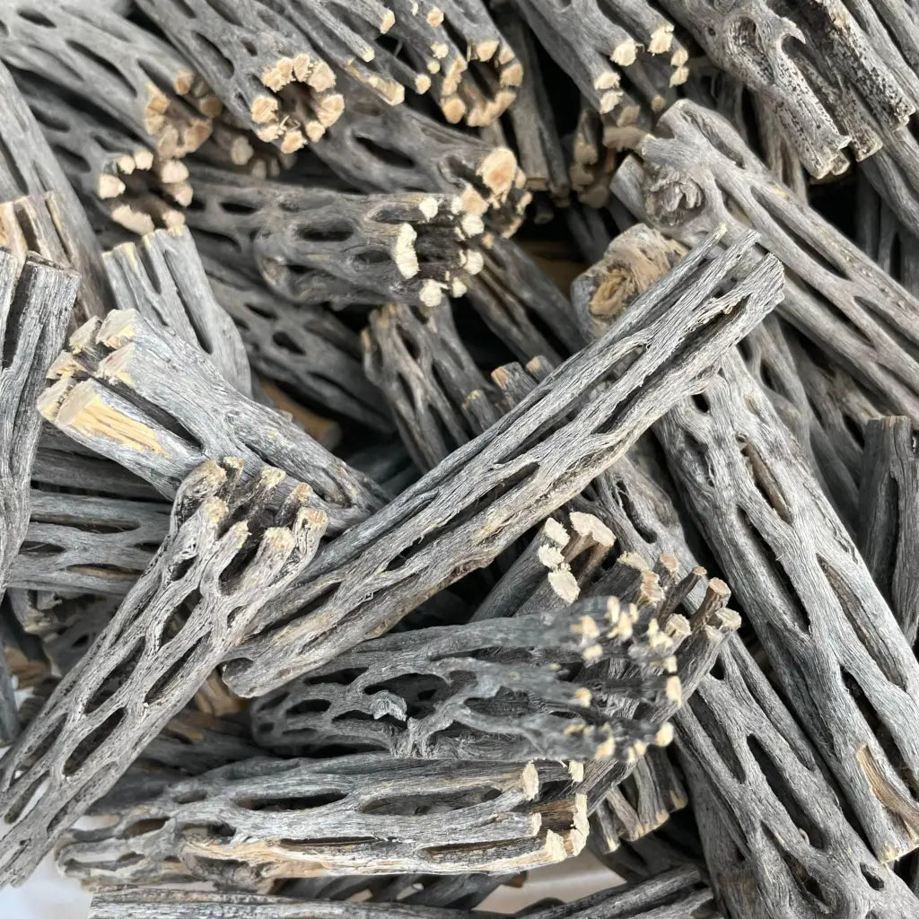 Nano Cholla Wood 10cm