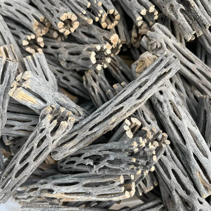 Nano Cholla Wood 10cm