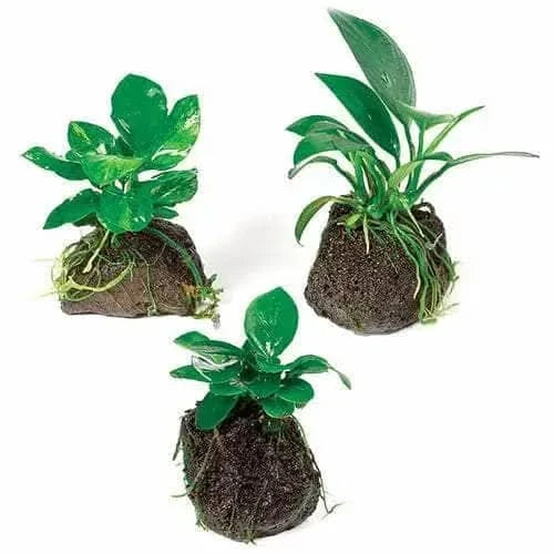Three aquatic plant clusters.