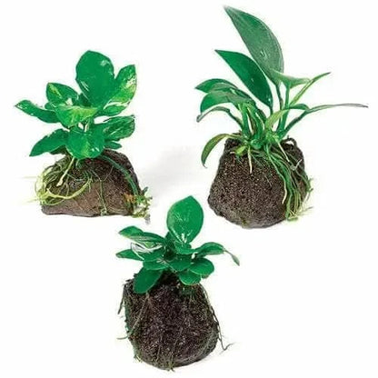 Three aquatic plant clusters.