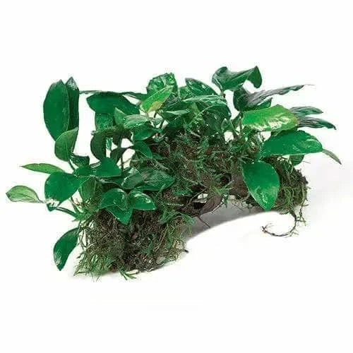 Aquatic plant with green leaves and mossy base.