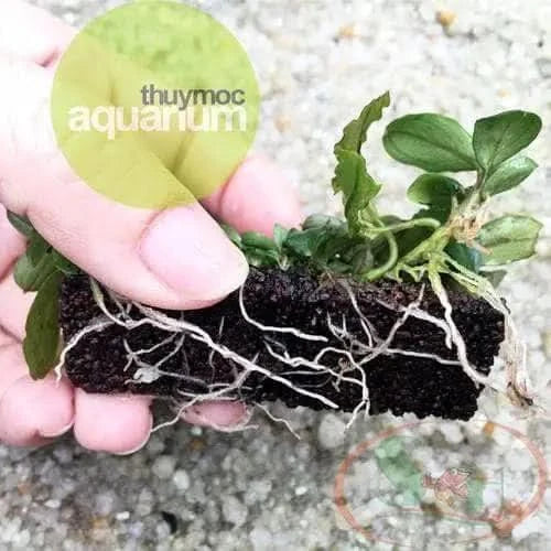 Aquatic plant with roots in dark substrate.