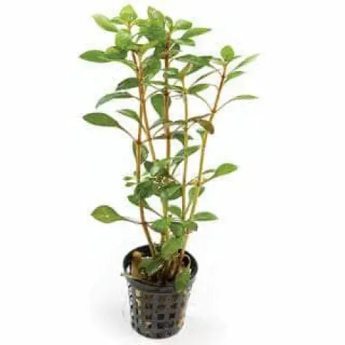 Narrow Ludwigia - 5cm Pot