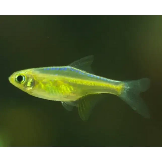 Translucent yellow tetra fish.