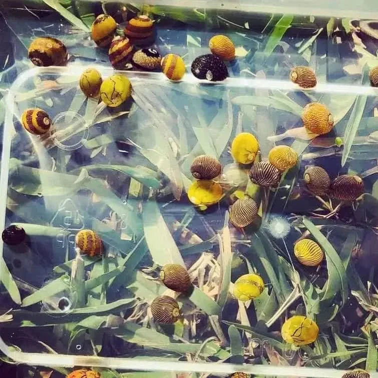 Colorful assortment of snails.