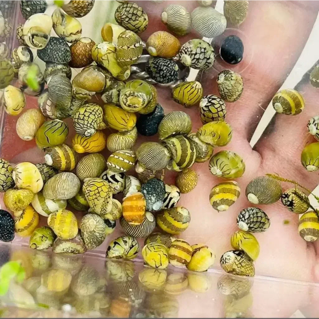 Assorted colorful nerite snails.