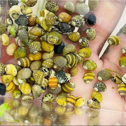 Assorted colorful nerite snails.