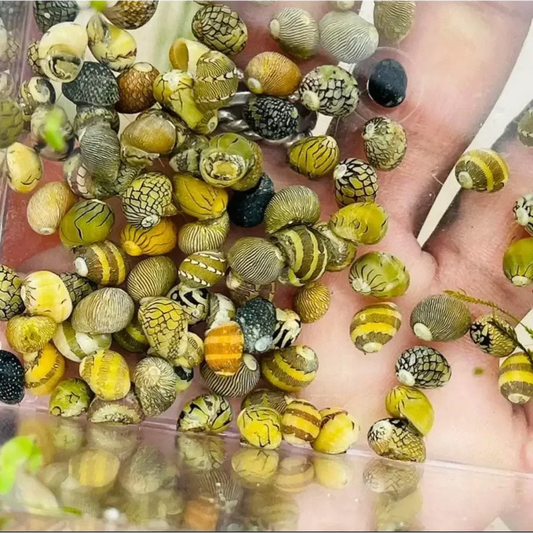 Assorted colorful nerite snails.