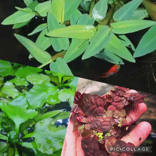 Collage of aquatic plants.