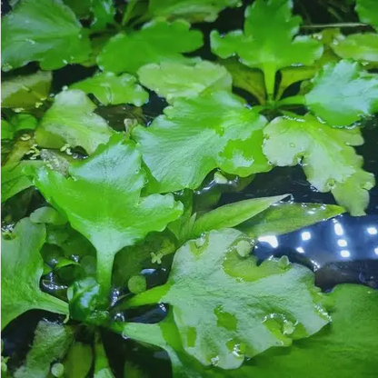 Green aquatic plants.