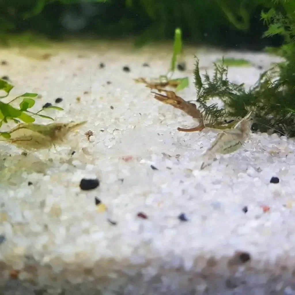 Aquarium shrimp.