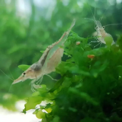 Ghost shrimp on green plants.
