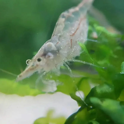 Translucent freshwater shrimp.