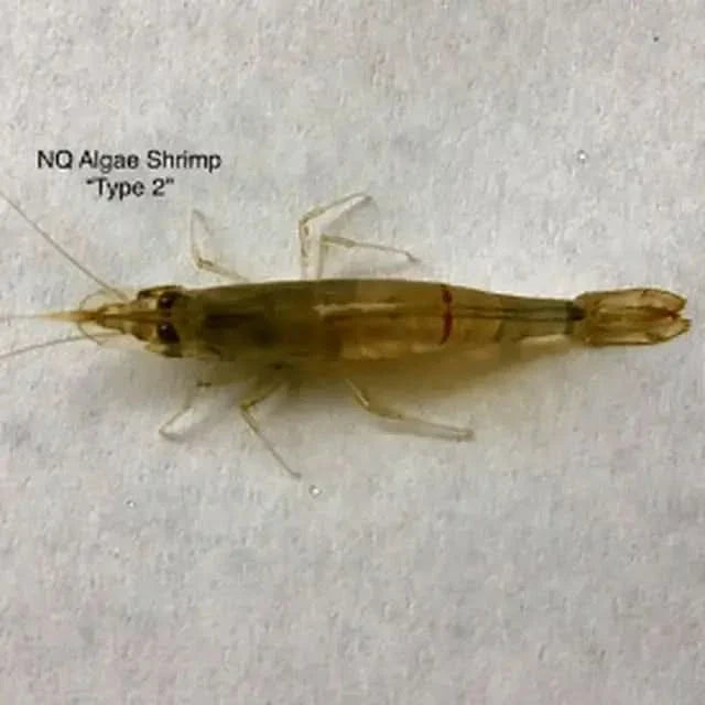 Translucent algae shrimp.