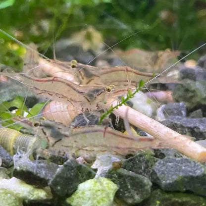 Ghost shrimp cluster.