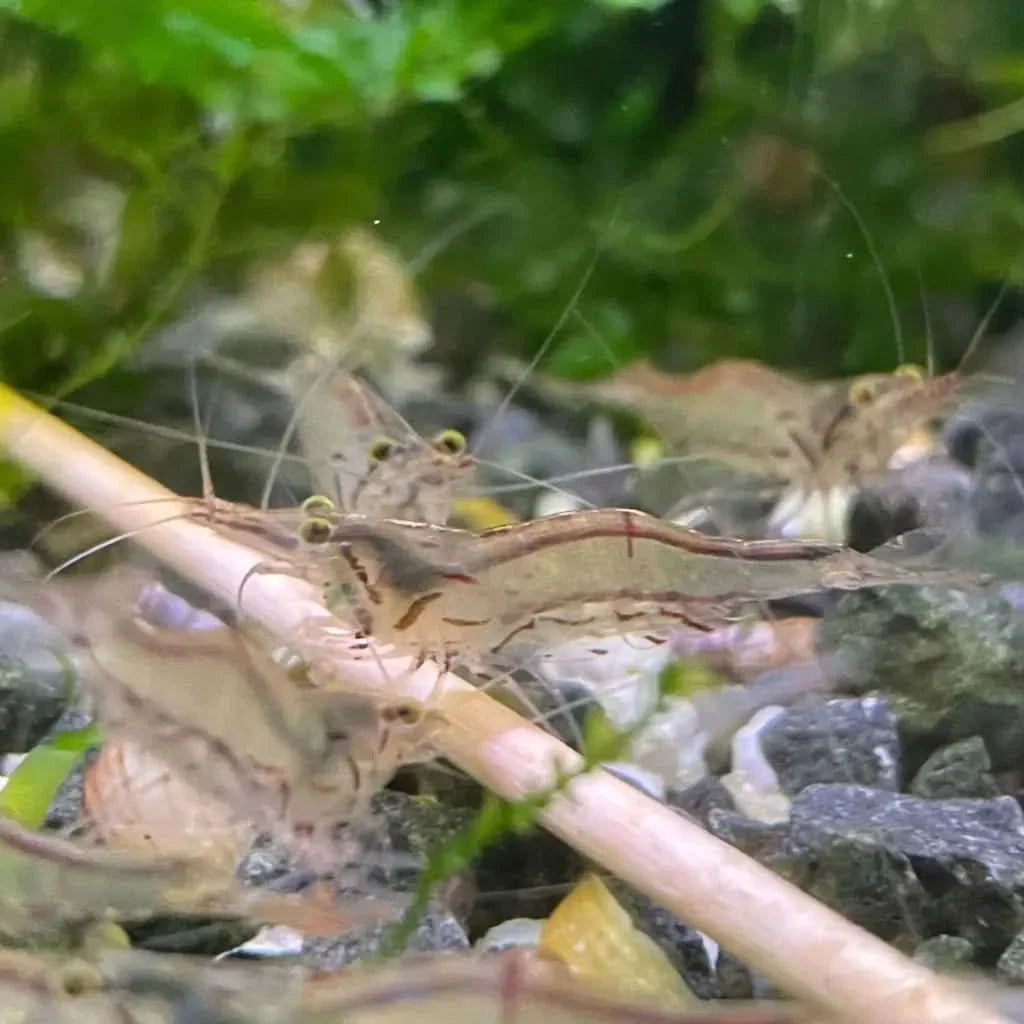Ghost shrimp cluster.