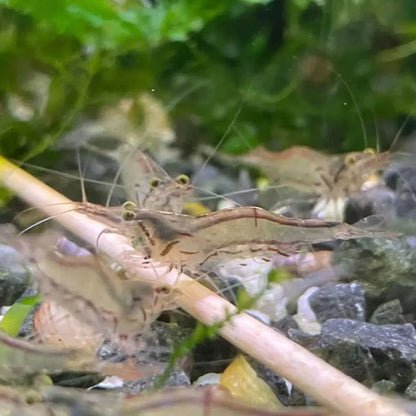 Ghost shrimp cluster.