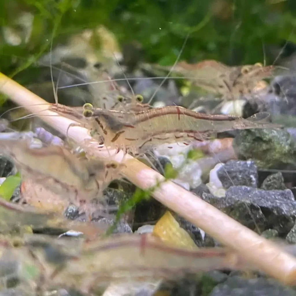 Ghost shrimp cluster.