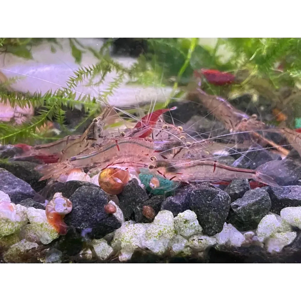 Aquarium with shrimp.