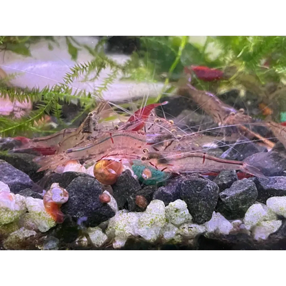Aquarium with shrimp.