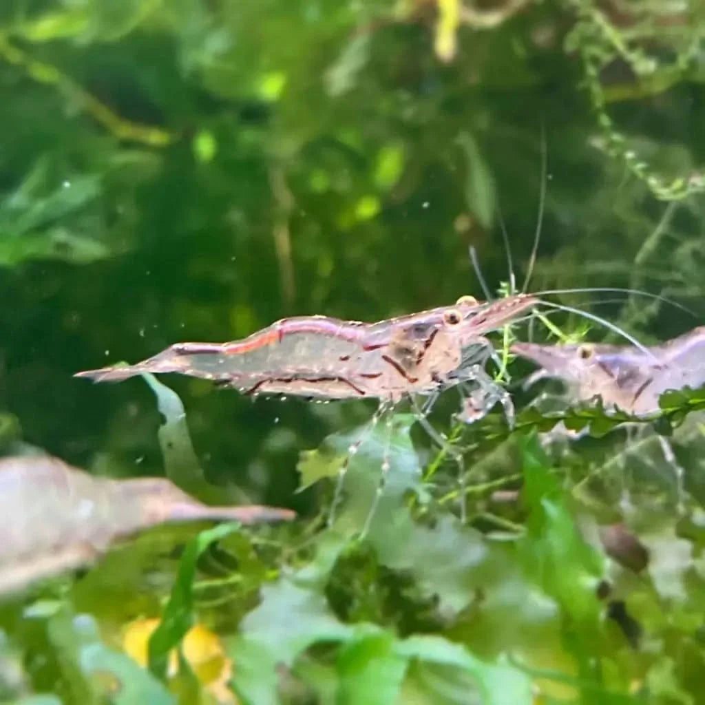 Translucent freshwater shrimp.
