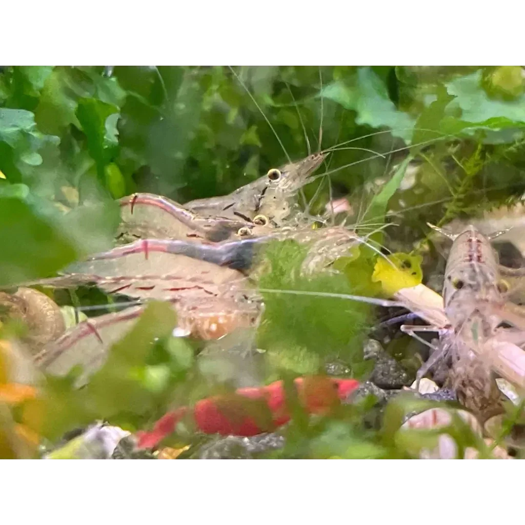 Aquarium shrimp cluster.