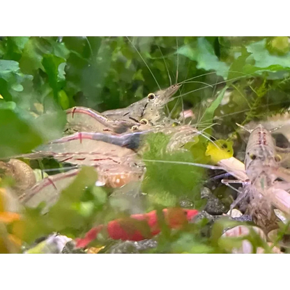 Aquarium shrimp cluster.