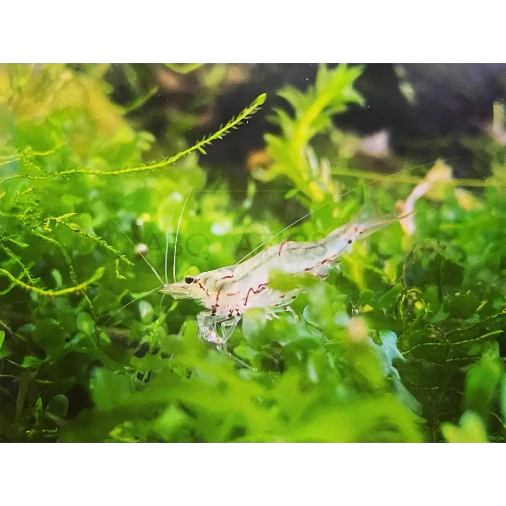 Striped aquarium shrimp.