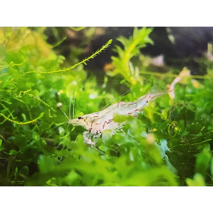 Striped aquarium shrimp.