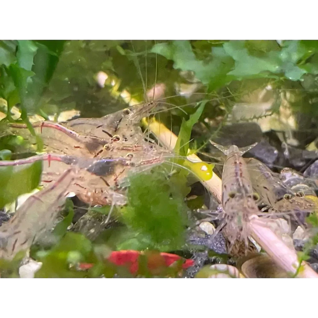 Aquarium shrimp cluster.