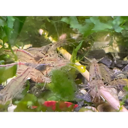 Aquarium shrimp cluster.