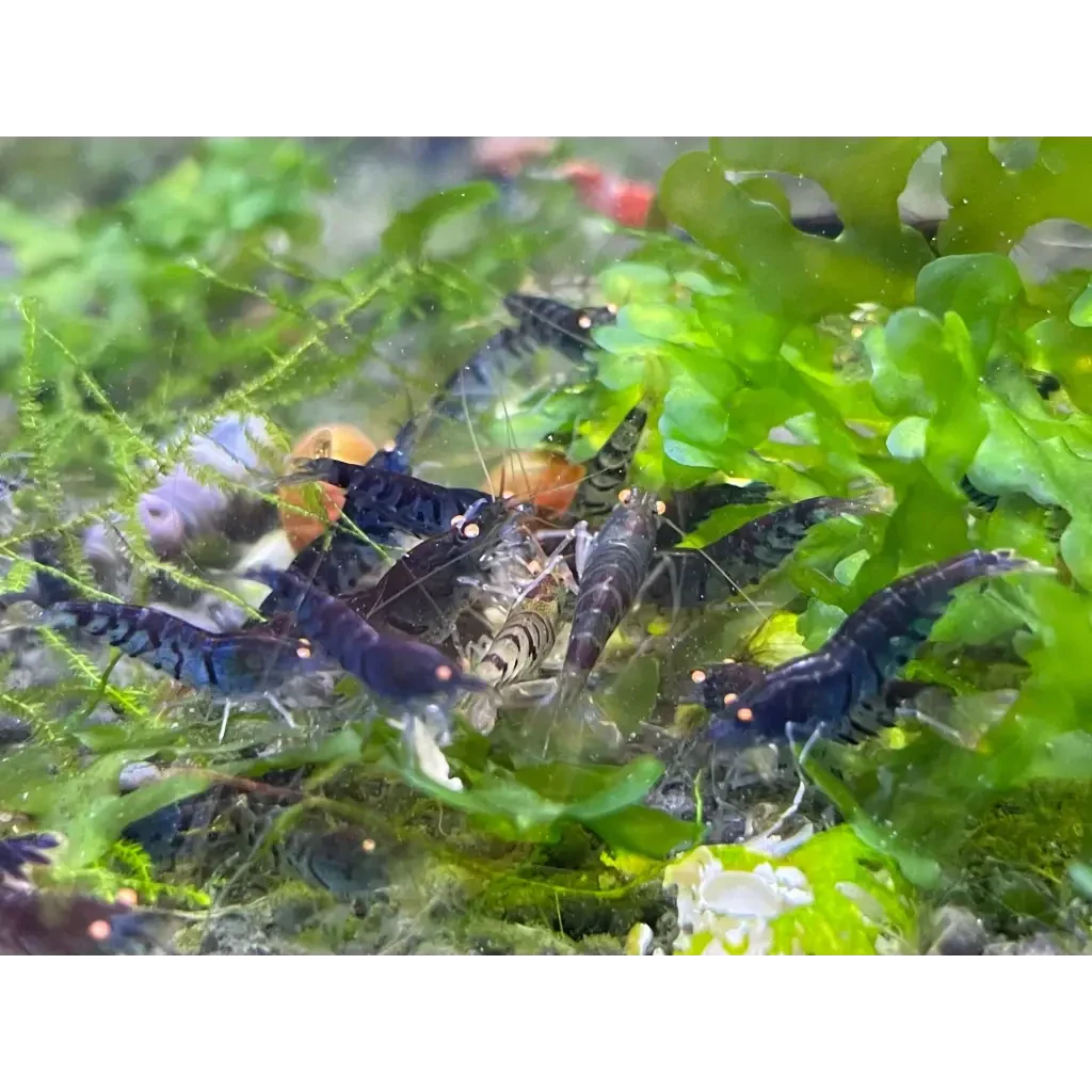 Aquarium shrimp cluster.