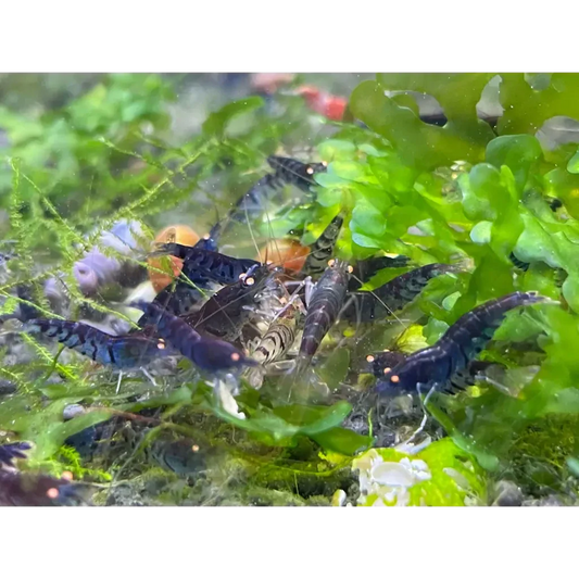 Aquarium shrimp cluster.