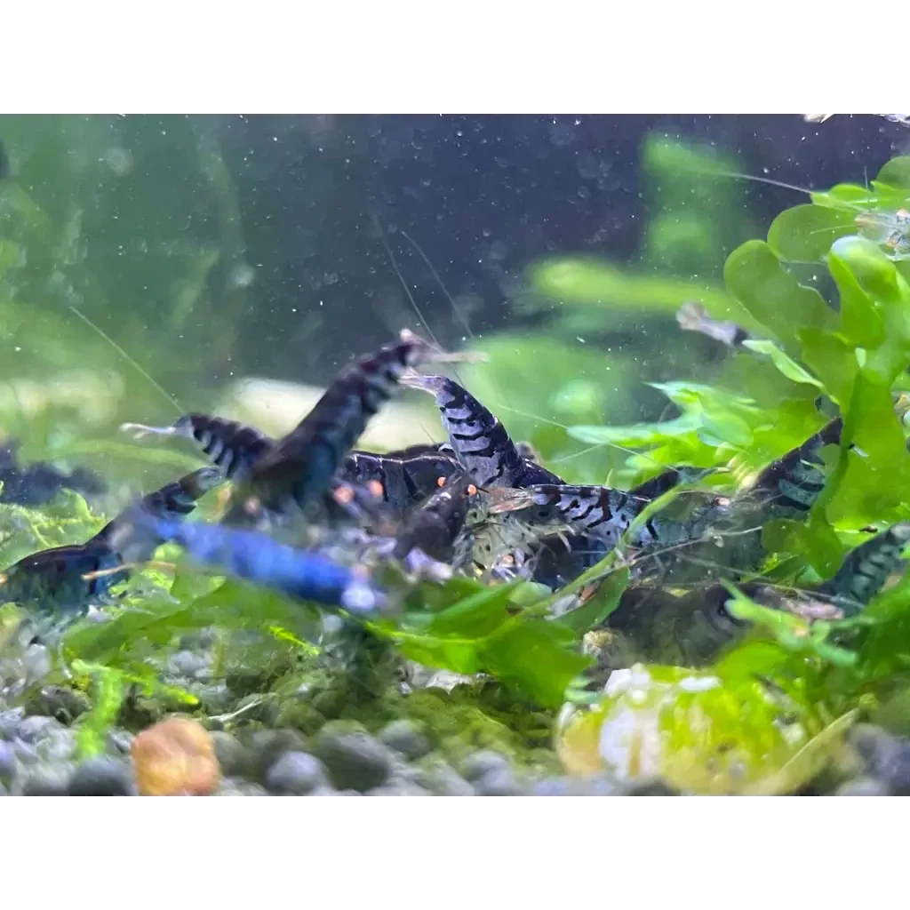 Aquarium shrimp with black and white stripes.