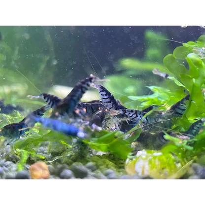 Aquarium shrimp with black and white stripes.