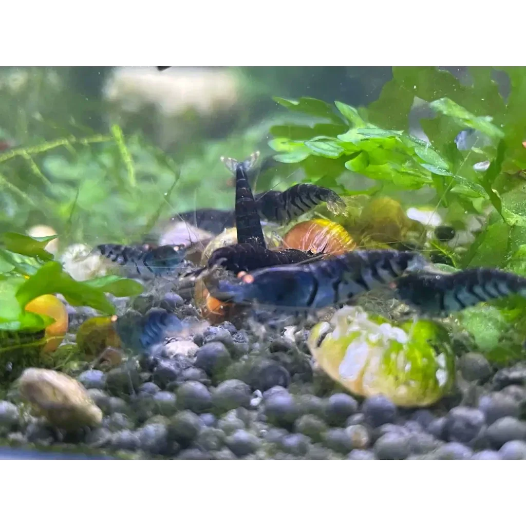 Aquarium with shrimp and snails.