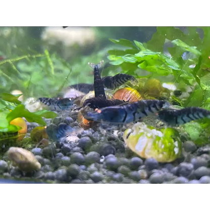 Aquarium with shrimp and snails.