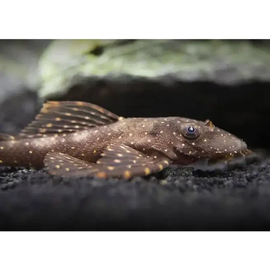 Brown spotted bristlenose pleco.
