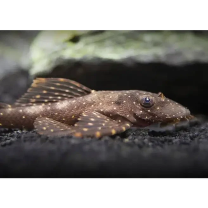 Brown spotted bristlenose pleco.