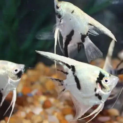 Angelfish with black stripes.