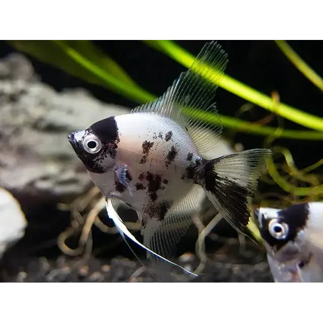 Black and white angelfish.