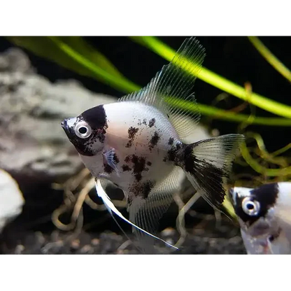 Black and white angelfish.