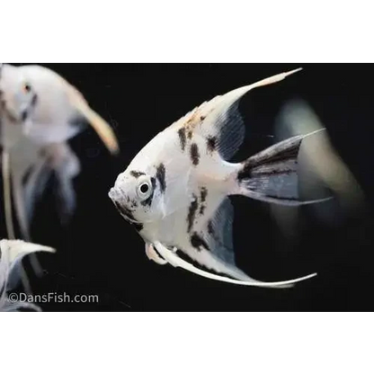 White angelfish with black spots.