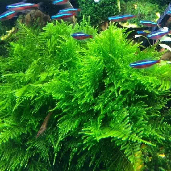 Aquarium moss with neon tetras.