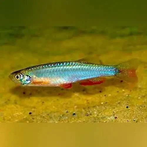 Iridescent fish with red fins.