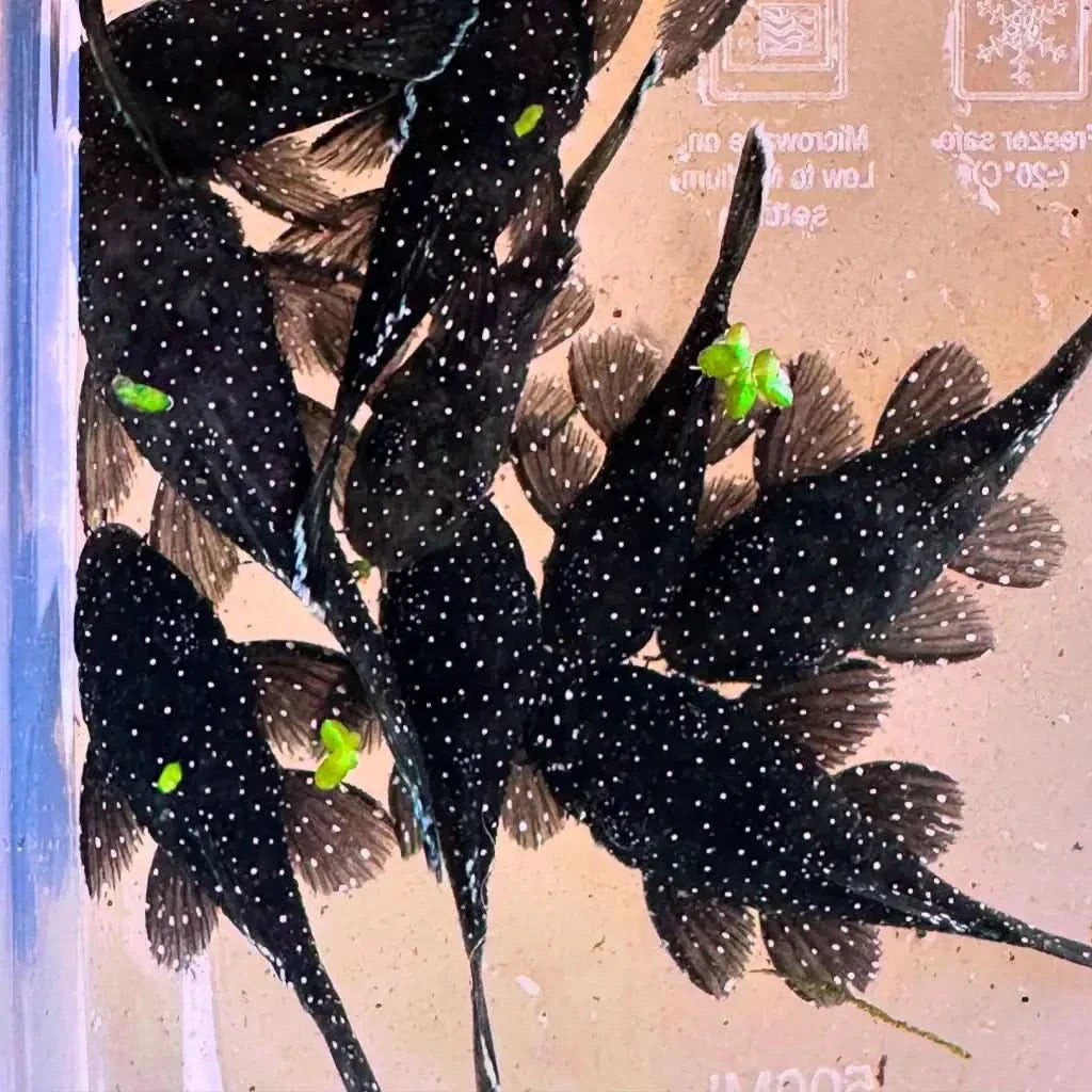 Black fish with white spots.