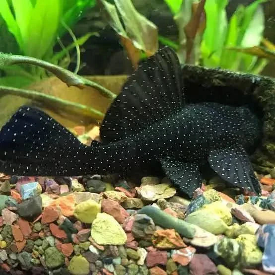 Black fish with white spots.