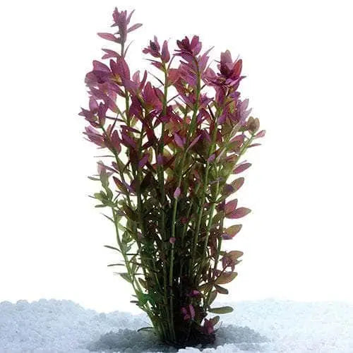 Reddish-leaved aquatic plant.