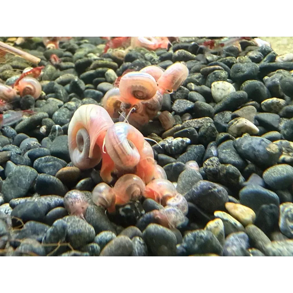 Cluster of pink ramshorn snails.